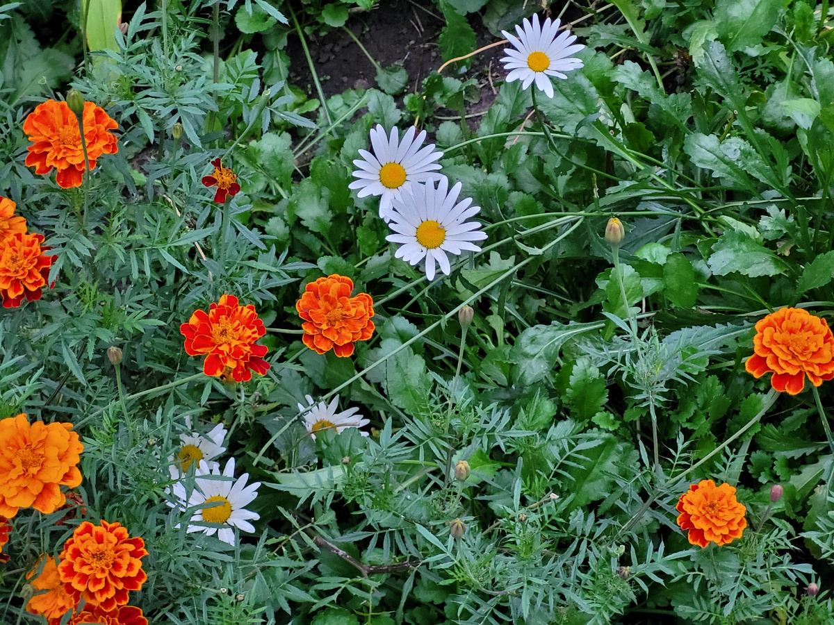 Бархатцы и ромашки