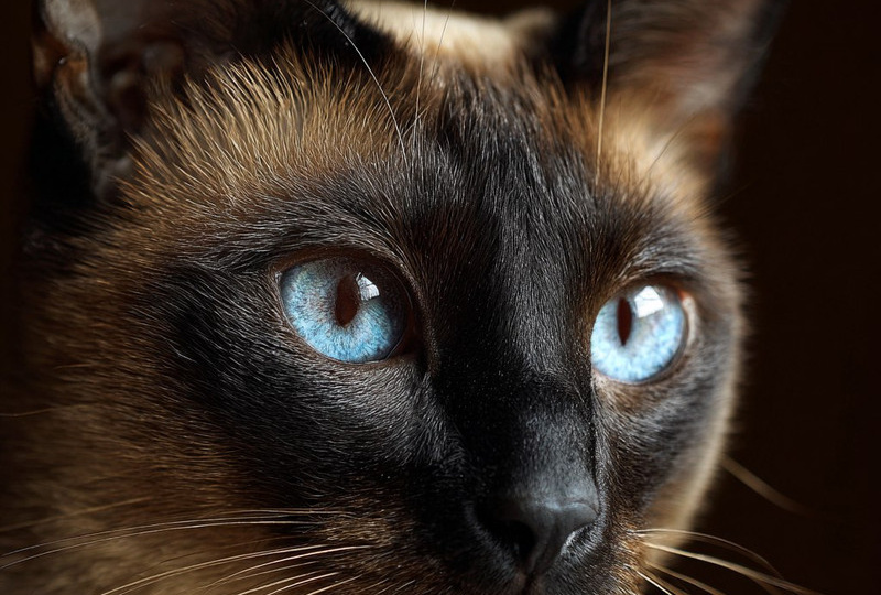 Сиамская кошка: восточная королева с характером