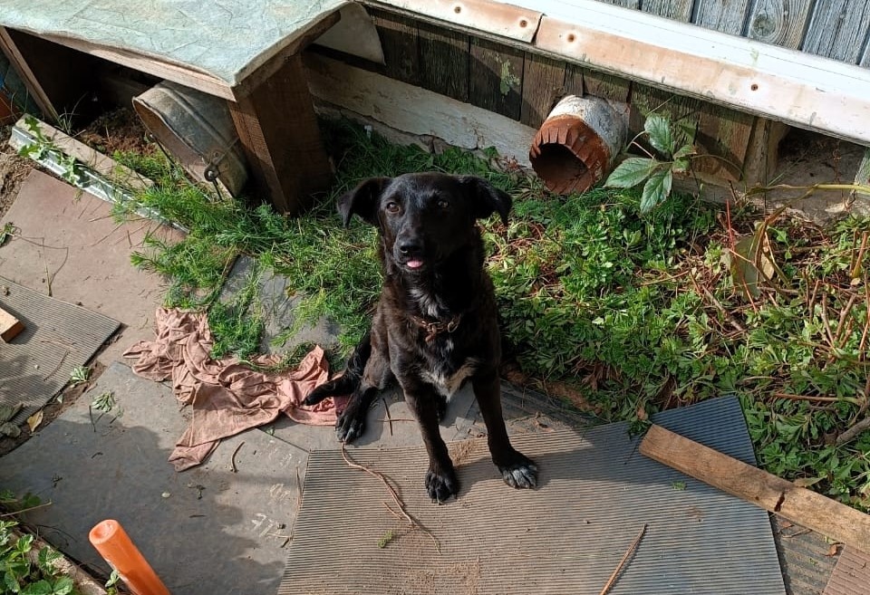 Сначала мы еще надеяялись, что девчулька убежала у кого-то с прогулки и запуталась в кустах