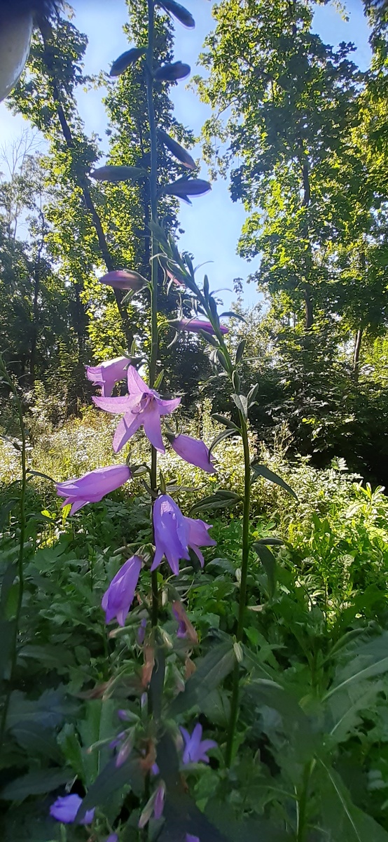 Колокольчик рапунцелевидный (фото автора)
