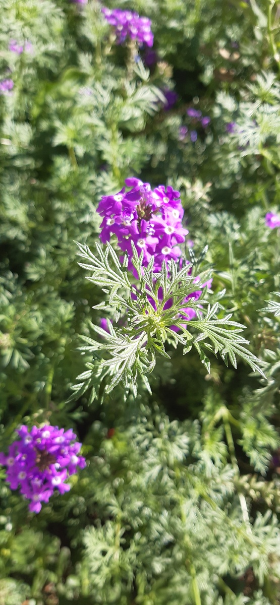Вербена тонкорассеченная ароматный водопад ( фото автора)