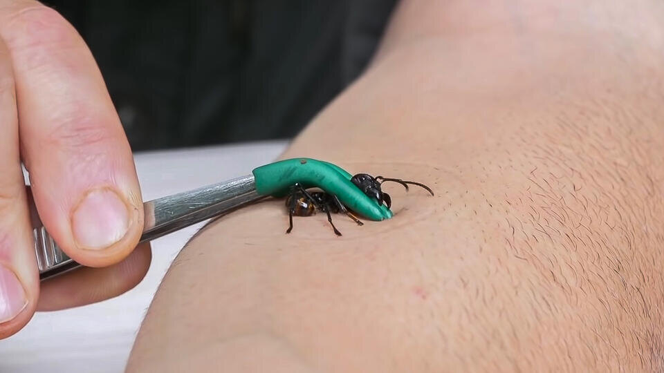 Фото: © youtube.com/Койот Питерсон