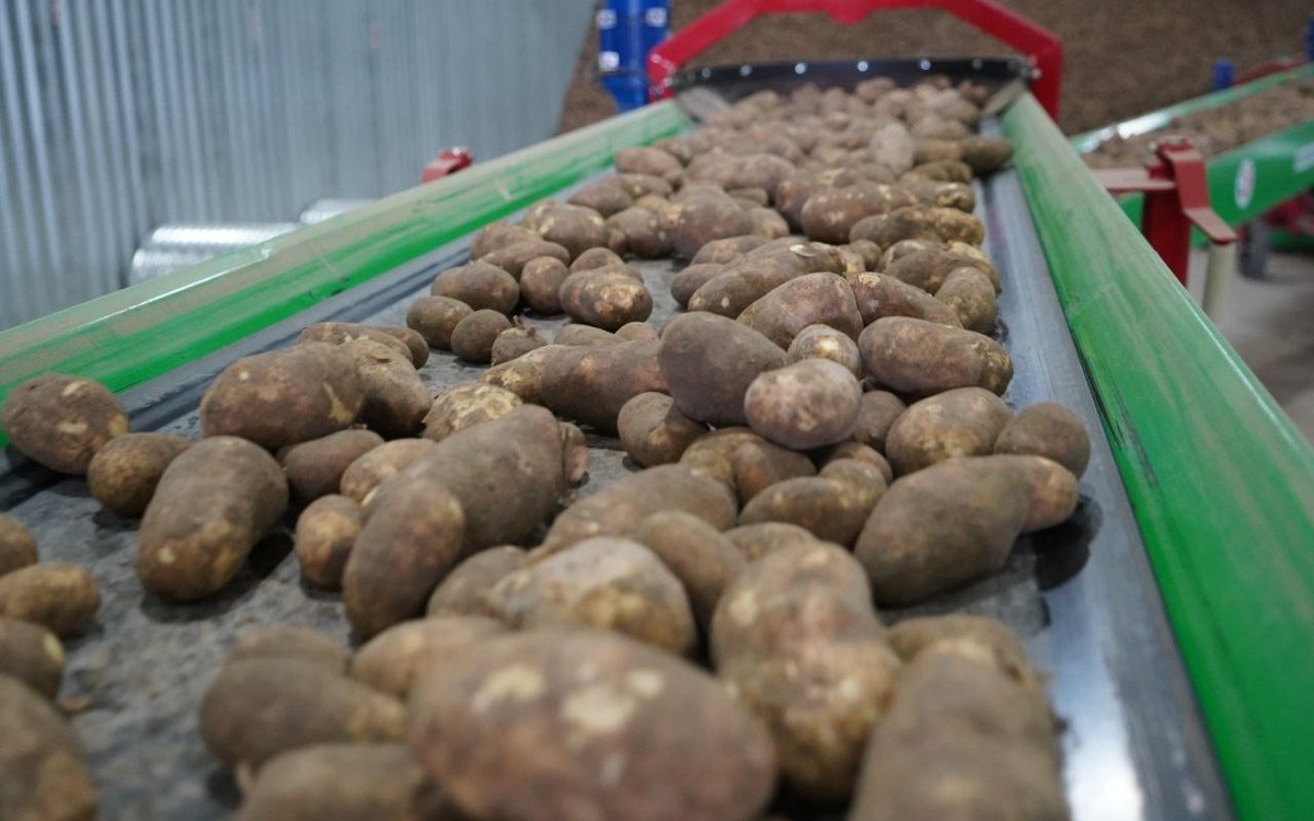    «Мираторг» вложил 1,5 млрд рублей в картофельный кластер в Брянской области Фото – «Мираторг»
