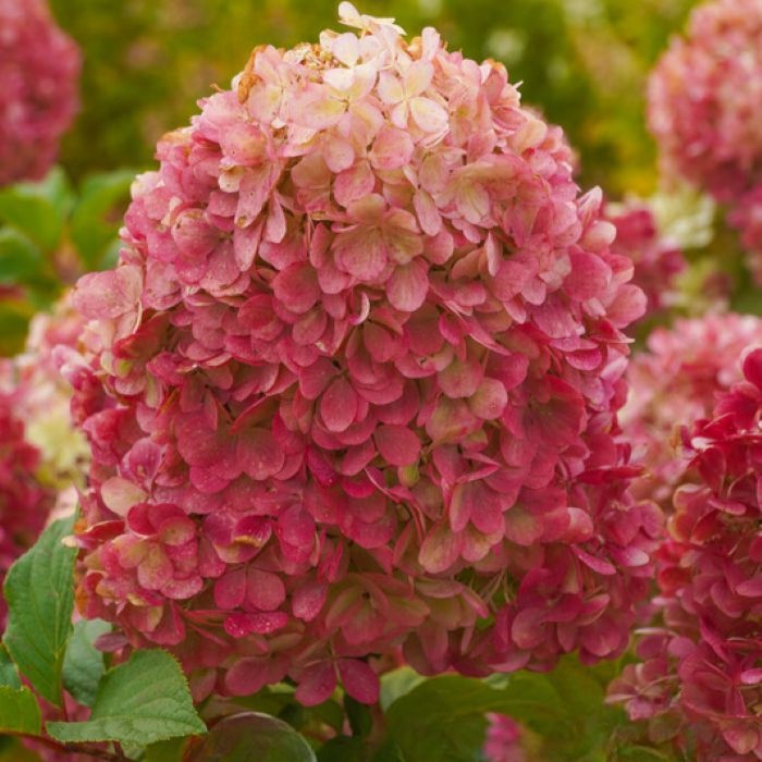 Краса Лесково - сорт отечественной селекции 