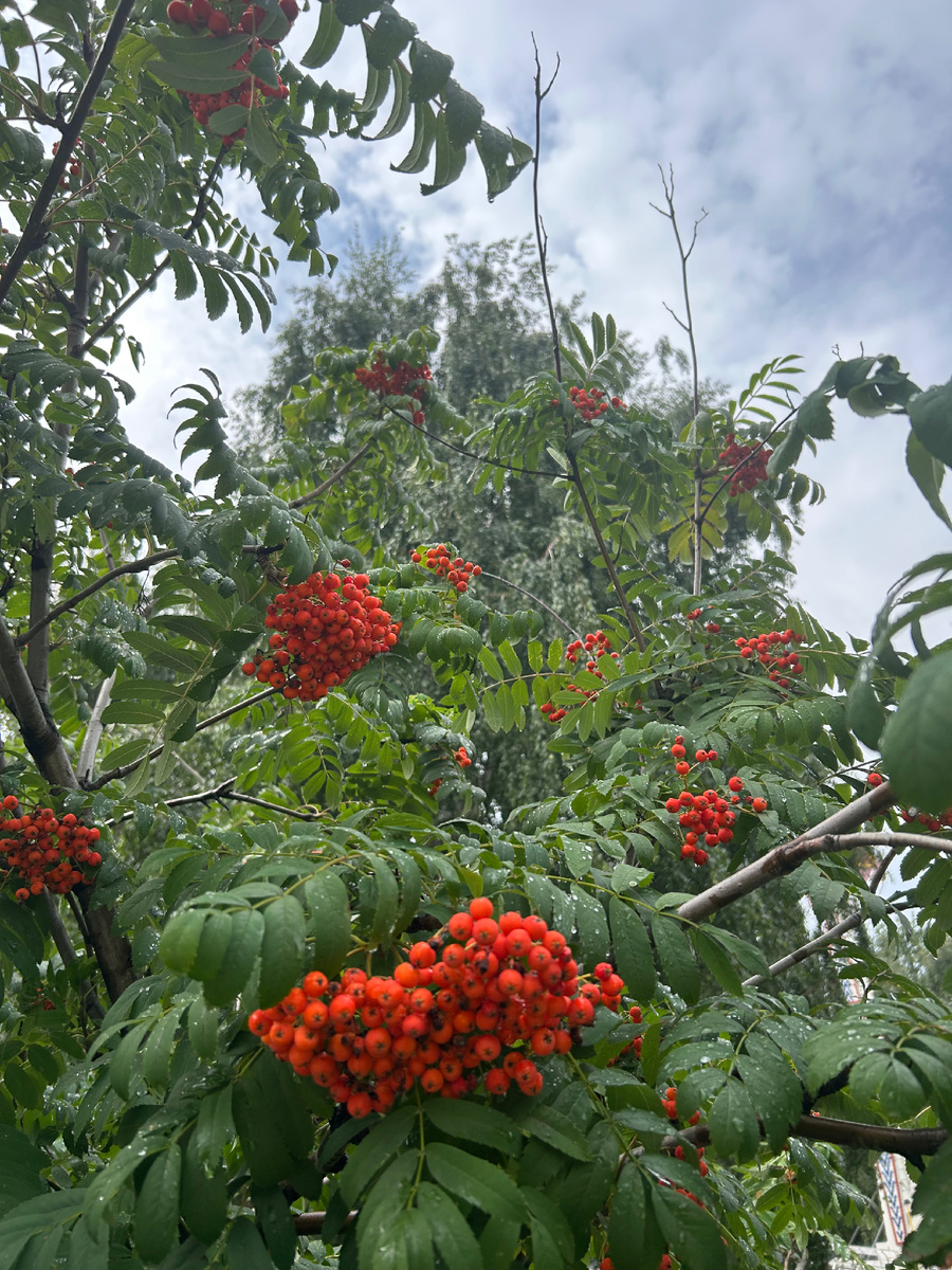 Как же они прекрасны! (Фото автора)