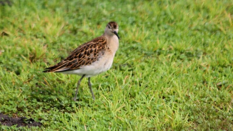     Редкий турухтан Олег Митрофанов