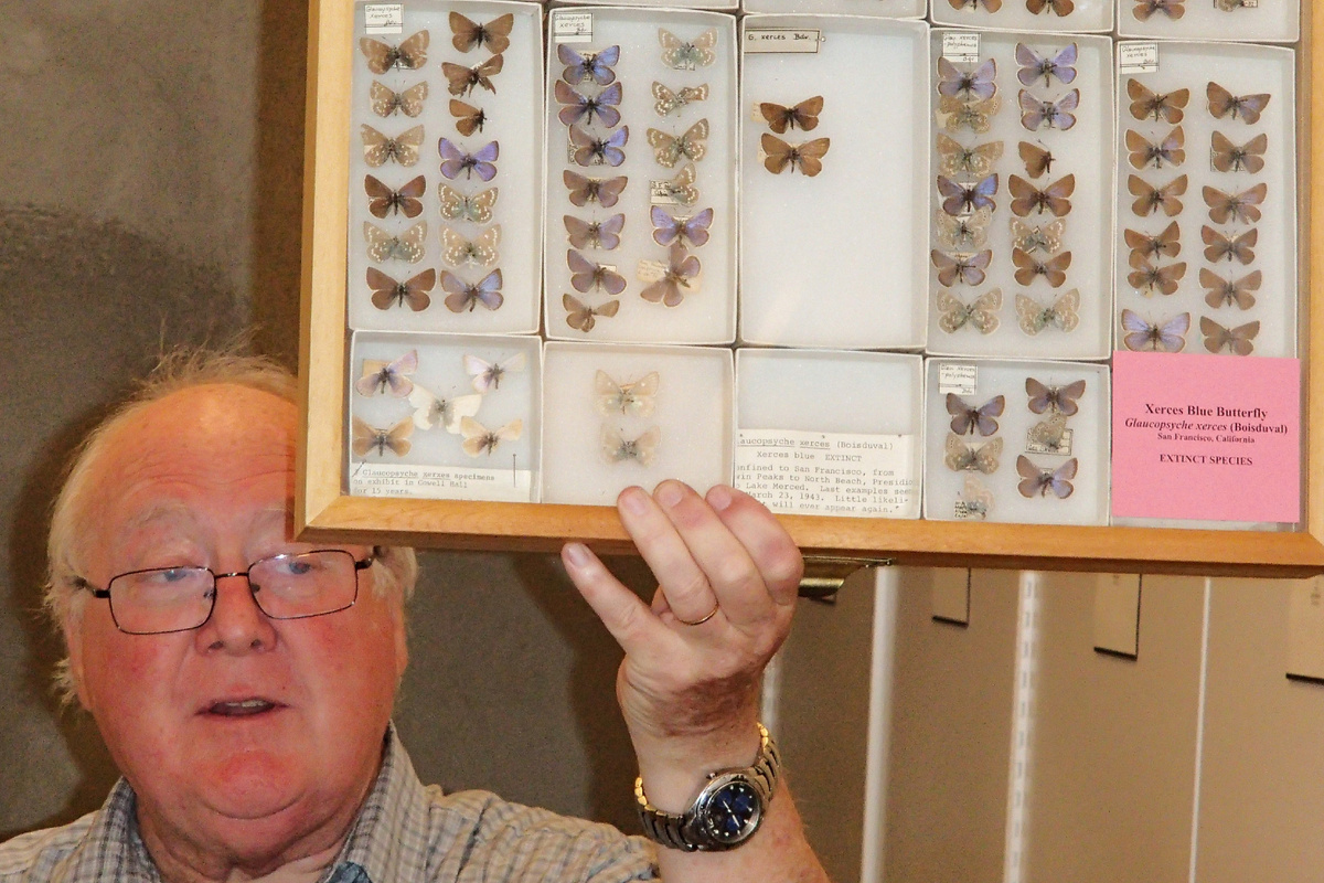 Некогда порхающую крохотную голубянку Ксеркс теперь можно увидеть только в музейных коллекциях. Фото Edward Rooks, 2013 г.