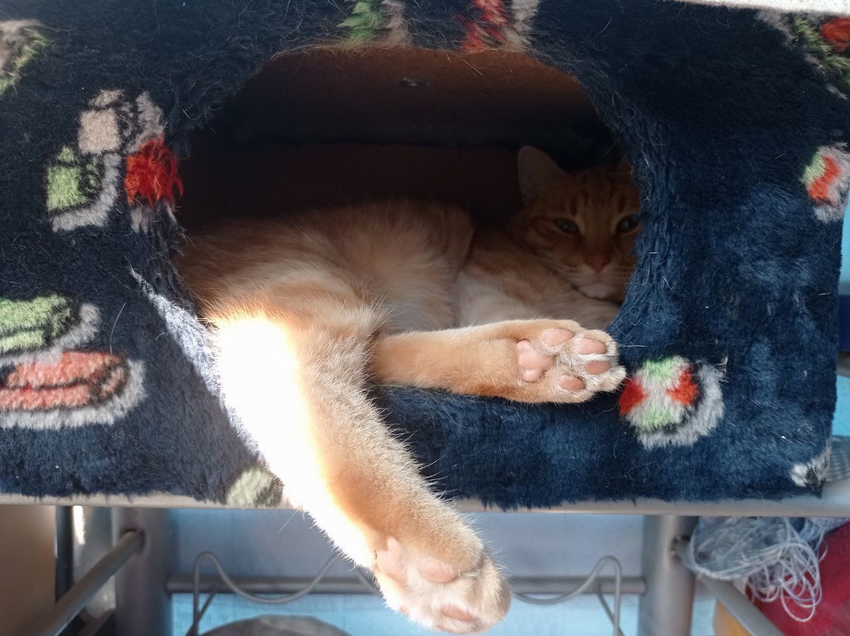 Луч в домике.