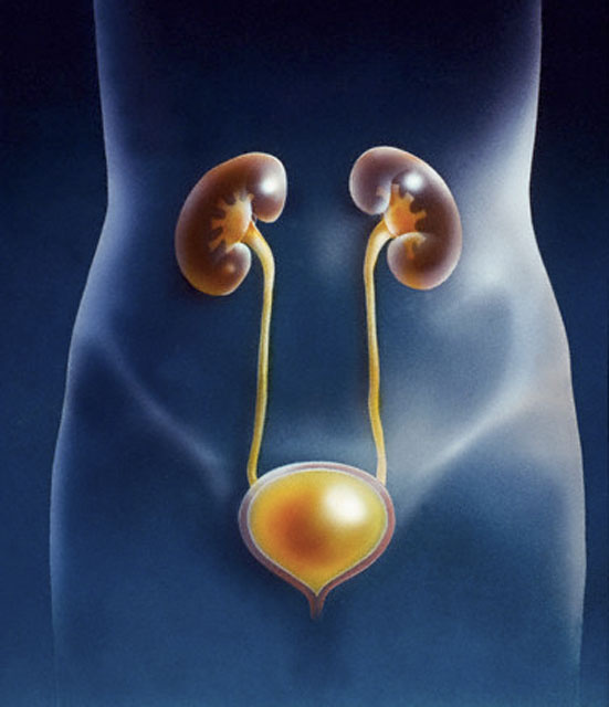 Узнайте, как работает и какую функцию выполняет мочевой пузырь у женщин и мужчин. Внешнее и внутреннее строение мочевого пузыря. Диагностика и профилактика.