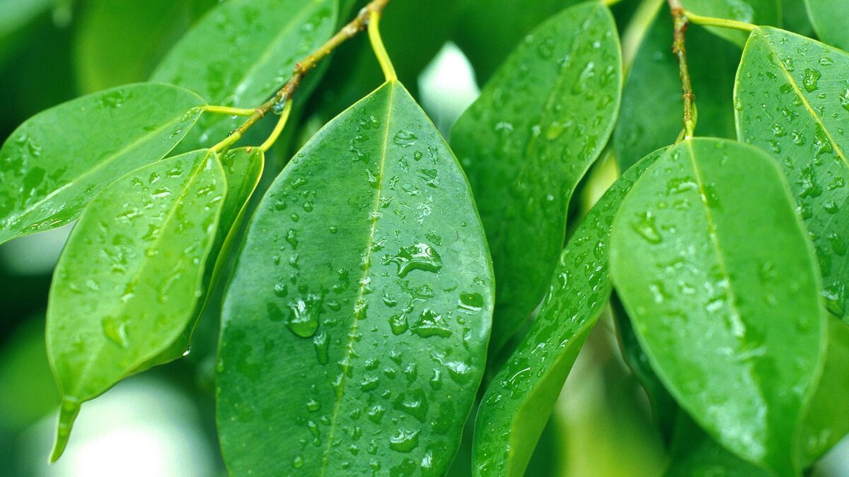 Фото: R. Koenig/globallookpress.com