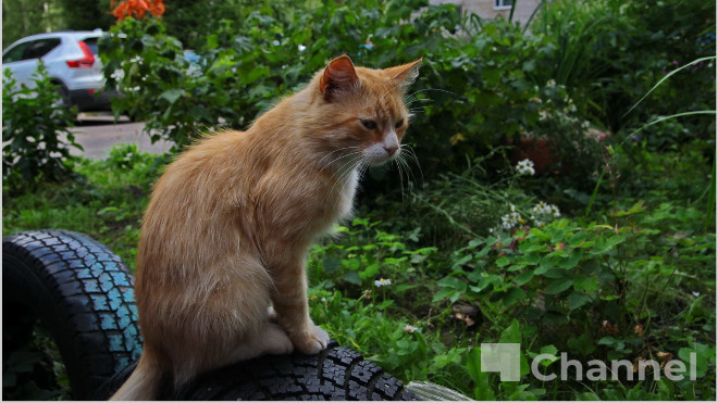 Фото: Анастасия Илюшина/47channel