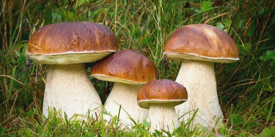 Пять видов белых грибов