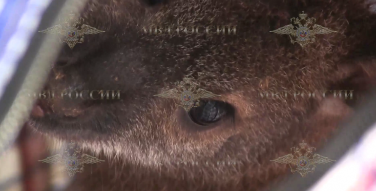    Фото: скриншот видео из telegram-канала Ирины Волк