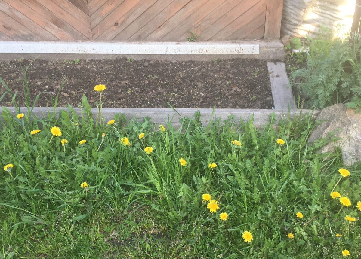    Конец мая. Теперь уже бывшая газонная полоса на границе участка, в 3 м от одуванчиковой поляны соседей