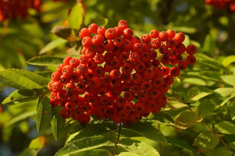    Минприроды России / Костры рябин