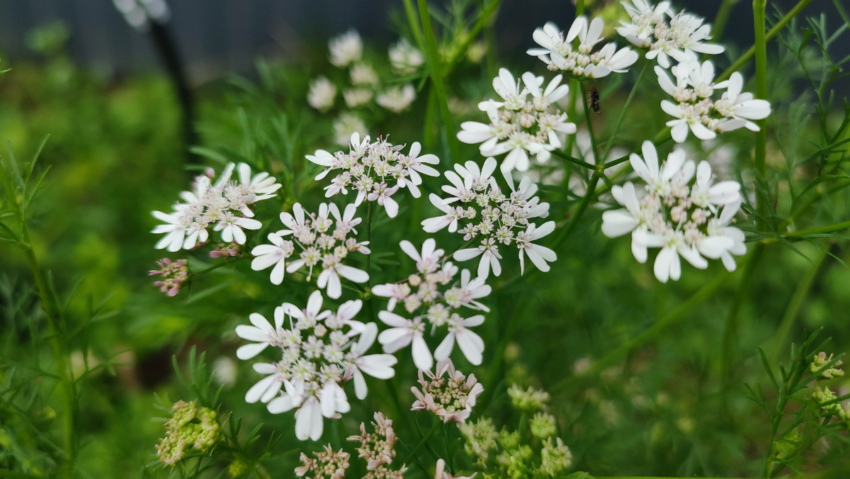 Цветы кориандра