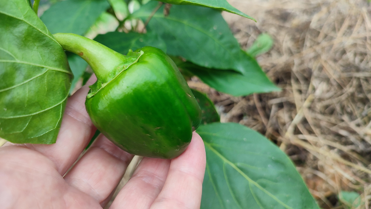 Опоздавшие. Перцы есть, но вырасти не успеют