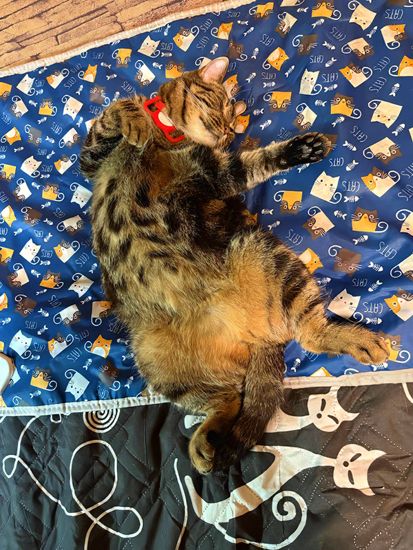 Кайса греется