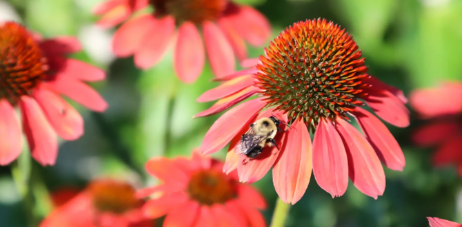 Яркие алые цветы осветят любой сад или контейнерное пространство.