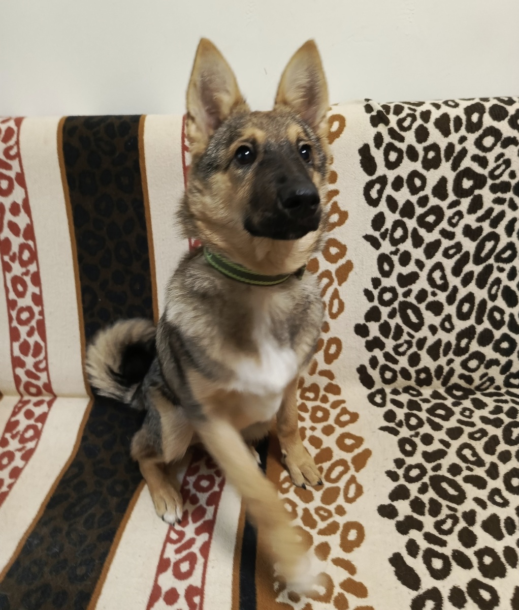 Он ещё робкий малыш 