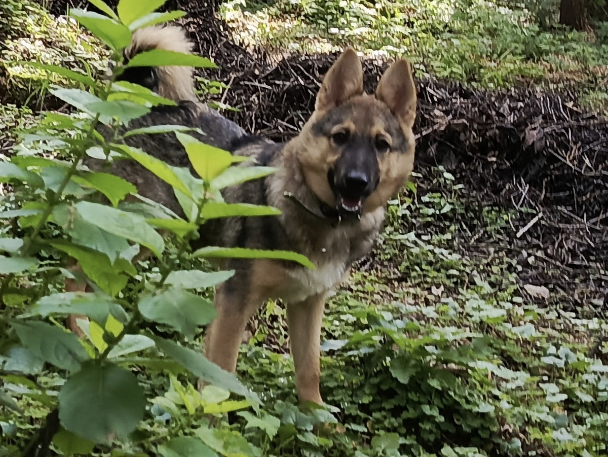 Привет! Я Макс! Ты за мной?!