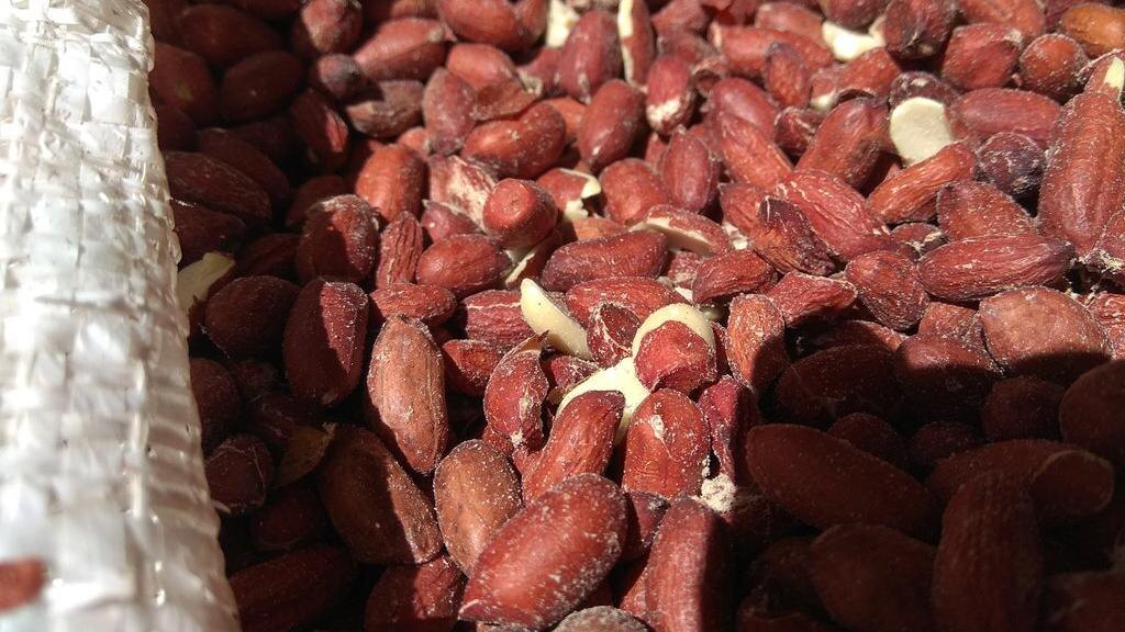    Фото: пресс-служба Управления Россельхознадзора