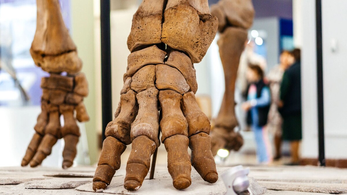    Фото: Юлия Чудинова/«Ямал-Медиа»