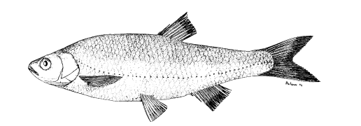 Leuciscus cephalus albus Bonaparte: 