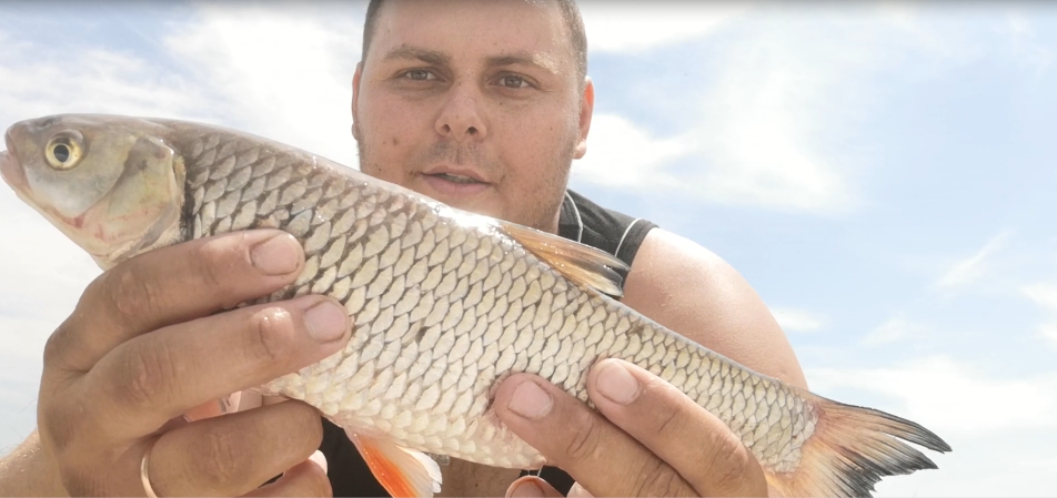 Leuciscus cephalus albus Bonaparte: 
ГОЛАВЛЬ ОБЫКНОВЕННЫЙ. 