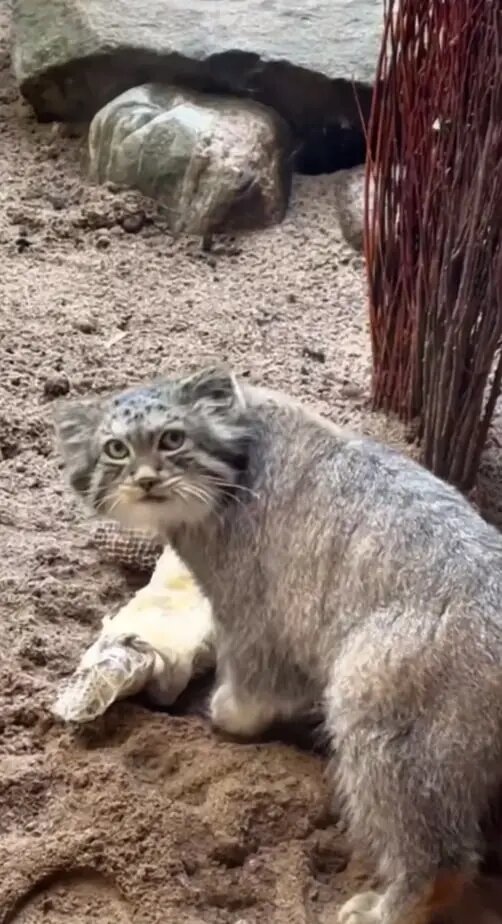    Фото: скриншот из видео пресс-службы Ленинградского зоопарка.