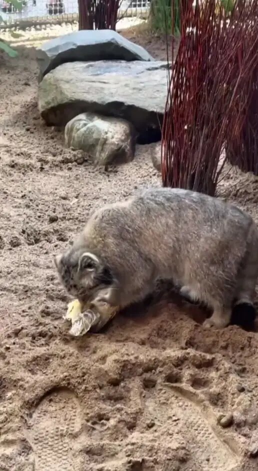    Фото: скриншот из видео пресс-службы Ленинградского зоопарка.