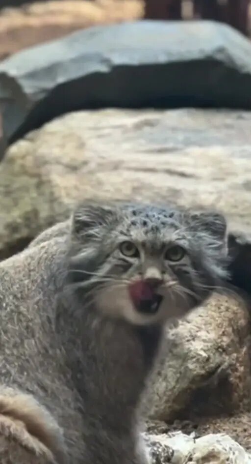    Фото: скриншот из видео пресс-службы Ленинградского зоопарка.