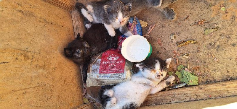 Срочно ! Кто нибудь заберите Котят (( выкинули таких