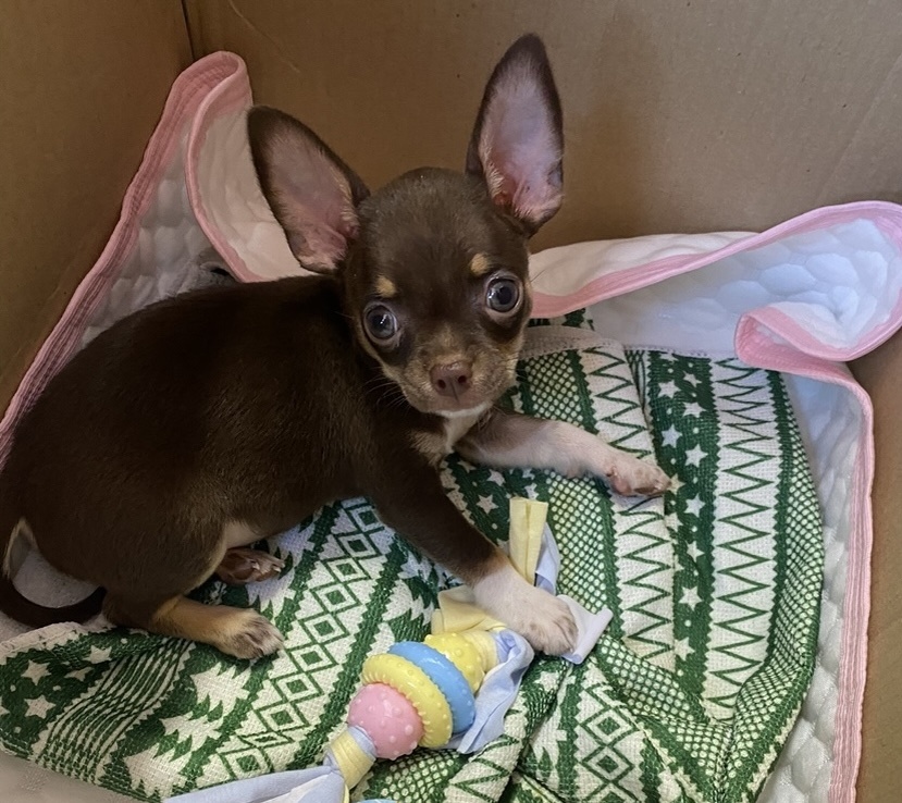 Чихуахуа Томми 2 мес.