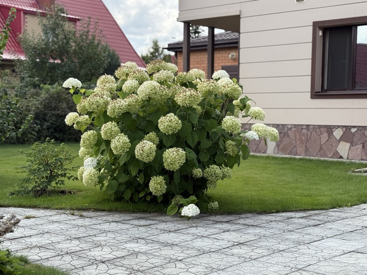 Древовидная гортензия Стронг Аннабель. Фото из личного архива.