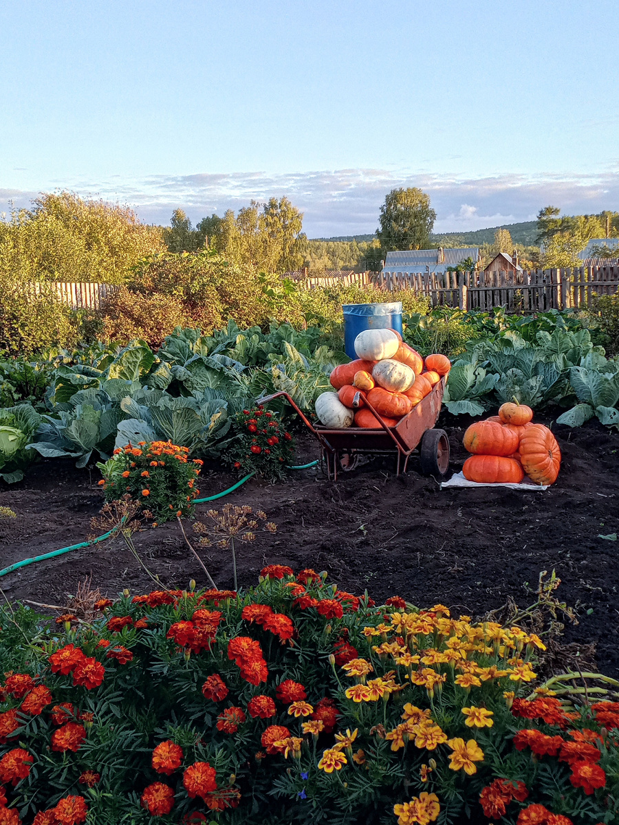 Сегодня солнышко на небе, солнышко в душе, целая тачка "солнышек" в огороде.