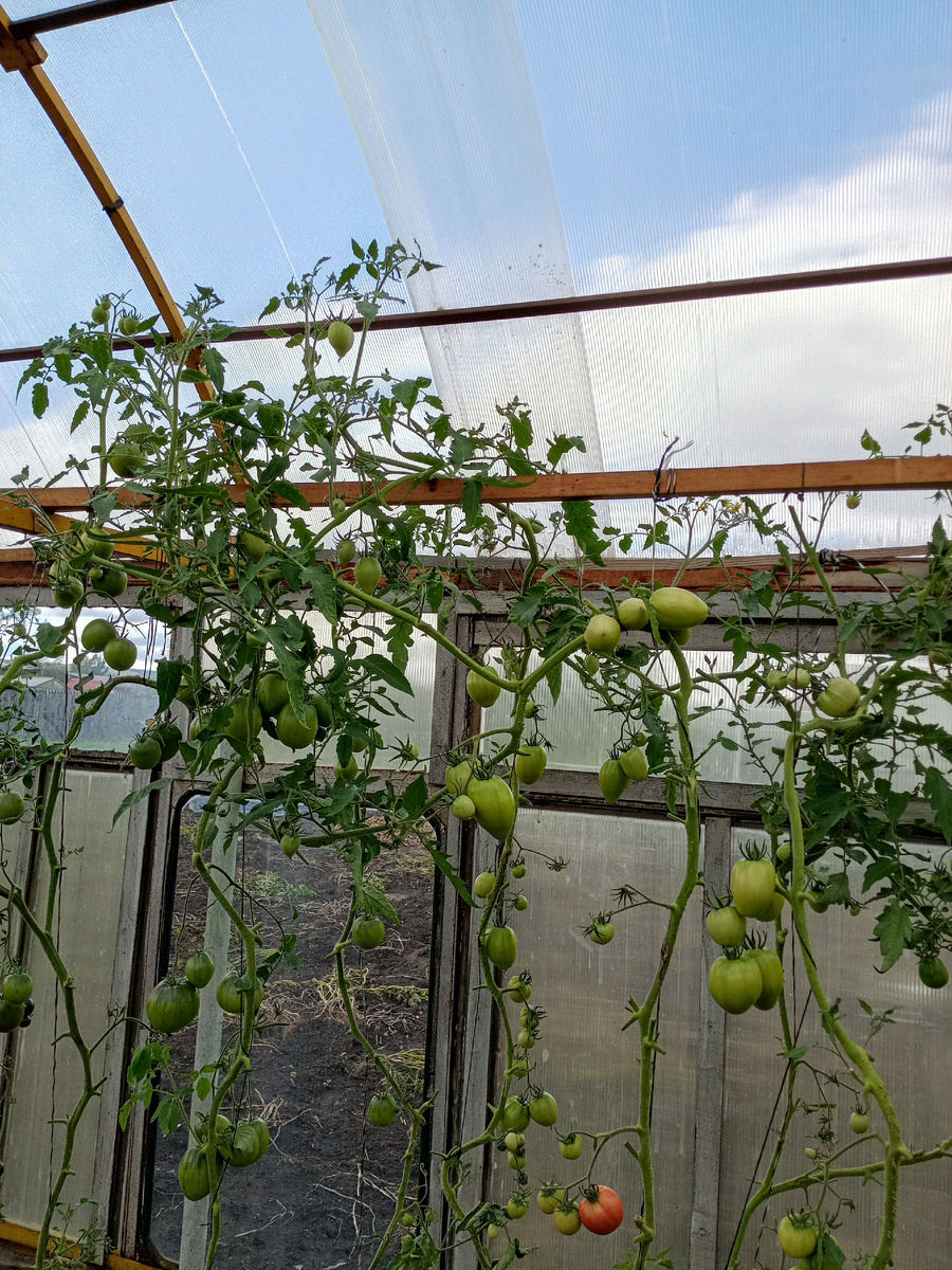 Скоро трёхметровая теплица станет низковата, ещё чуток и потолок.