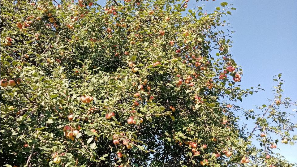 Ранетка с урожаем на ветках