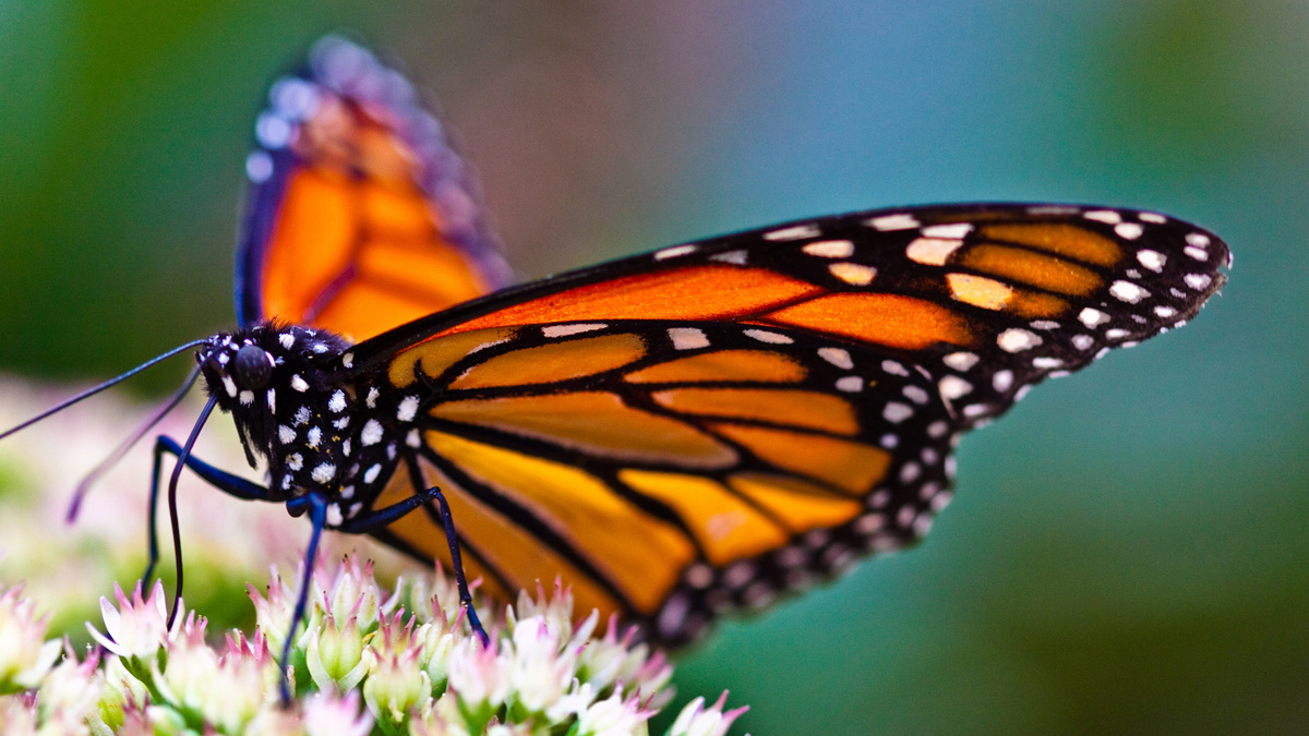     Фото: Jearu/Shutterstock/FOTODOM Эти прекрасные создания ежегодно преодолевают расстояния до 4000 км