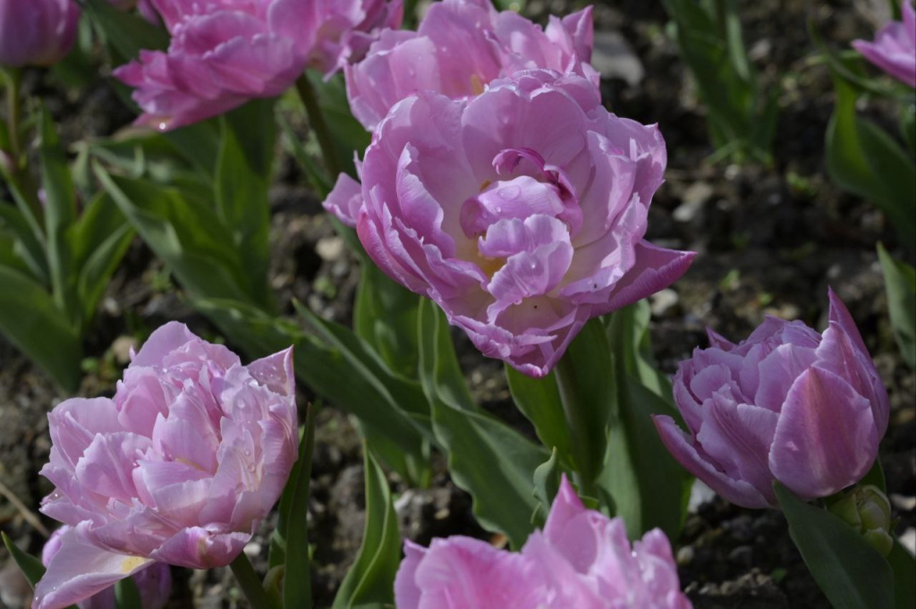 Фото: Гала Амарандо