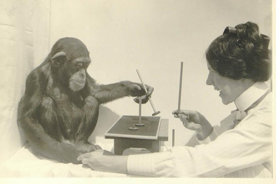 Опыт Н. Н. Ладыгиной-Котс с шимпанзе Иони по распознаванию высоты. 1915 г. Фотография из архива Дарвиновского музея