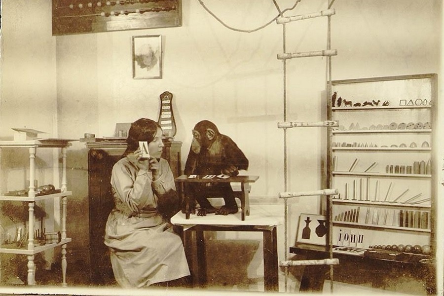 Опыт Н. Н. Ладыгиной-Котс с шимпанзе Иони по узнаванию изображения буквы «А». 1913-1916 годы. Фотография из архива Дарвиновского музея