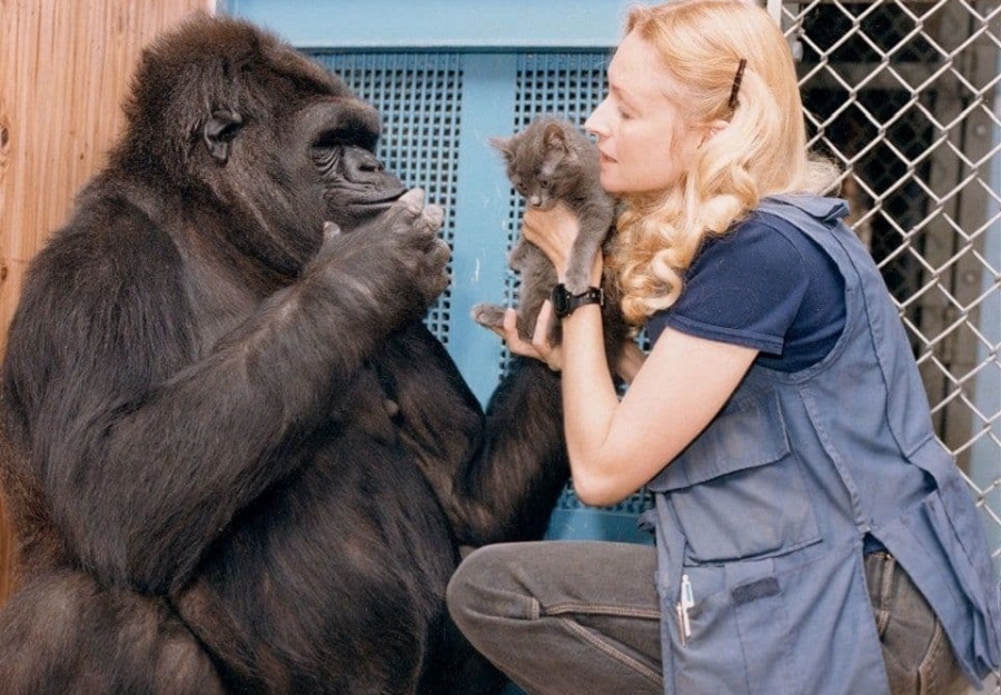 Горилла Коко и ее котенок. Фотография из интернета