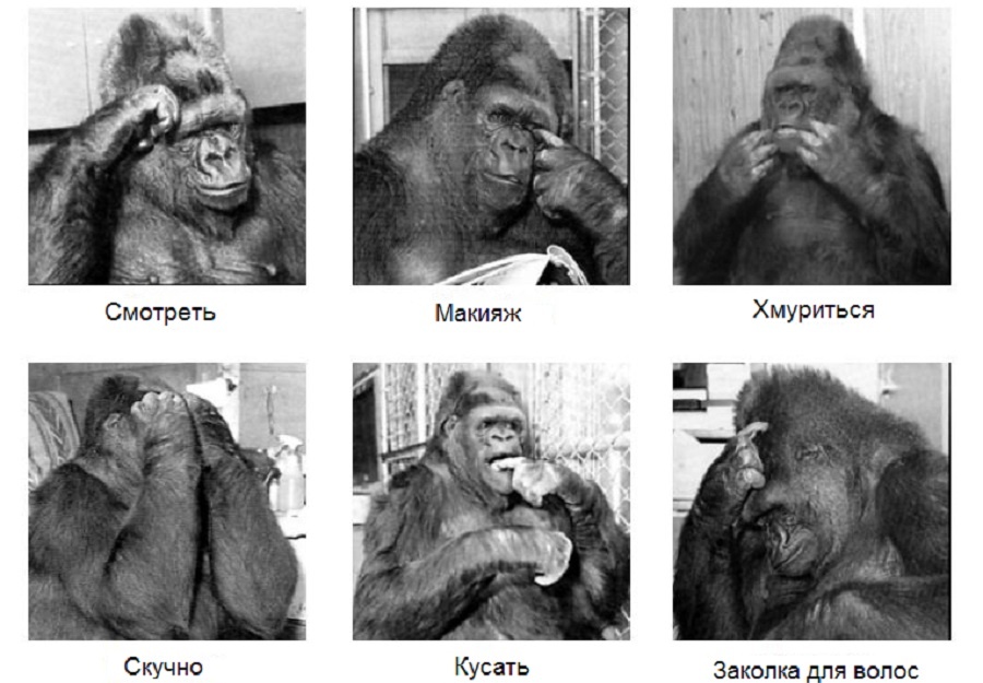Жесты гориллы Коко. Фотография из интернета