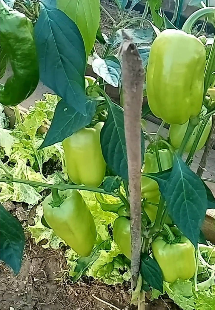 перец Бугай в Сибири август /фото автора 