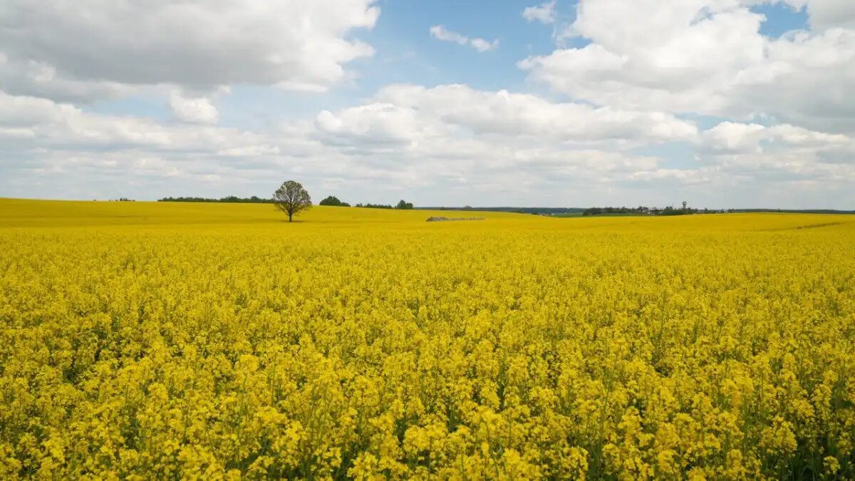 Фото: «Лимагрен»
Ключевые агроприемы при возделывании озимого рапса, рекомендации эксперта «Лимагрен»