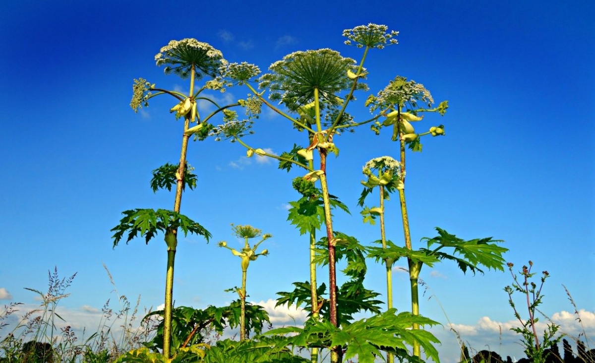 Фото: pxhere.com