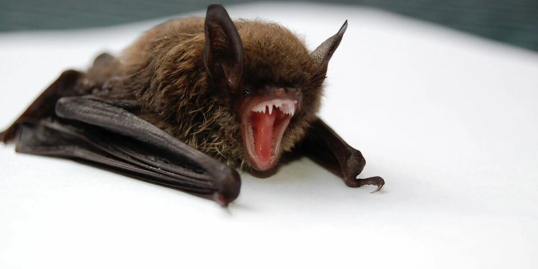 В Красноярске житель обнаружил летучую мышь в своей квартире. Важно понимать, какие риски связаны с этими животными.
