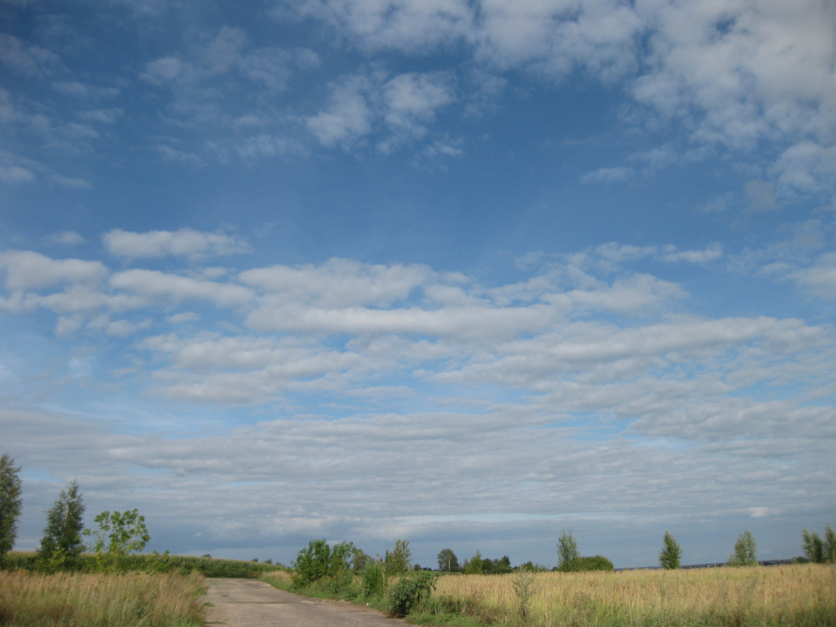 Луга в начале сентября, фото от 05 сентября 2025 года