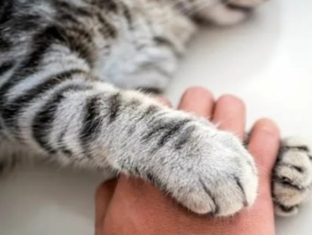 Почему кошка всегда ставит свои лапки поверх ваших рук